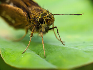 macro photography; brown butterfly