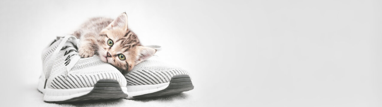Cute tabby kitten lying on gray shoe look at the camera web banner with copy space