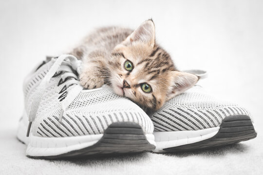 Cute tabby kitten lying on gray shoe look at the camera