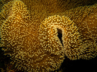 Goniopora species, Daisy or Flowerpot coral, the early explorers thought it was plants instead of...