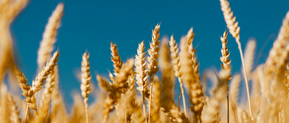 Golden field of ripened cereal, yellow wheat and rye against the blue sky.