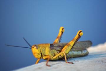 grasshopper on a branch