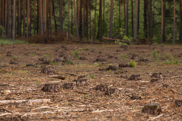 Deforestation, forest destruction. Many stumps of Cut down pine trees in the forest area. Felling of trees