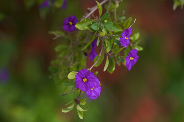 Bright purpBright purple small Bush flowers. Flowers grow on the island of Crete in Greece. Close up. With a blurry background.