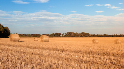 Fototapeta premium Heuballen auf Feld