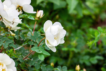 Fresh white rose flowers on bright green leaves background in the garden in spring on a sunny day.