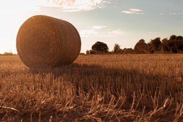 Heuballen auf Feld