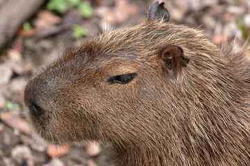 Close up of a capybara in the Brazilian Pantanal; the largest rodent in the world.