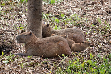 Capybara family in the Brazilian Pantanal; the largest rodent in the world.