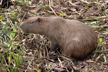 Close up of a capybara in the Brazilian Pantanal; the largest rodent in the world.