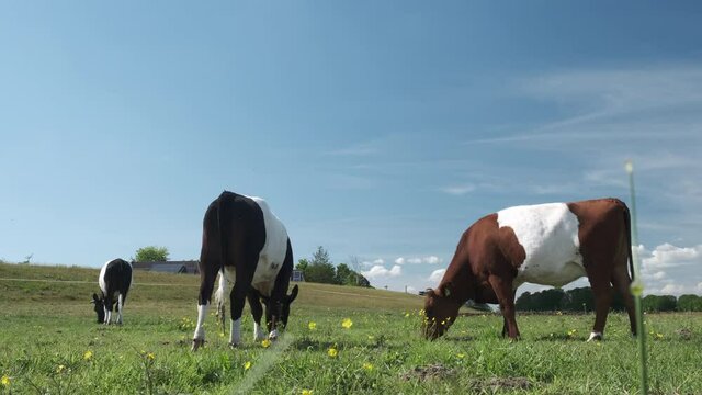 Dutch Belted cow in the Vechtdal during a springtime day. The Dutch Belted (Lakenvelder) breed of cattle is a Dutch dairy cow that is nowadays a protected breed.