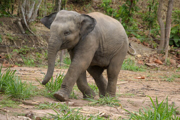 elephant in zoo