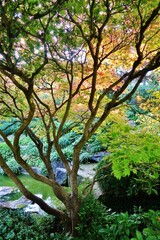 Baum, Japanischer Garten, Würzburg