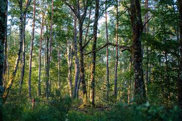 Fototapeta premium campagne haute corrèze