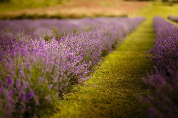 Picturesque lavender field at dawn. Close-up photo. Lavender bloomed.