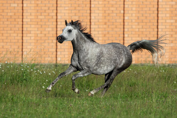Beautiful gray arabian horse runs on natural summer background, fullbody portrait in motion closeup