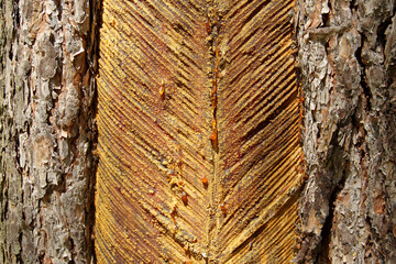 Pine trunk with incisions, resin collection Lithuania, Aukstaitija national park