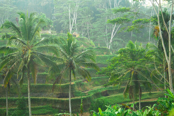 Natural Landscape of rice terraces with palm trees during sunrise in Ubud Bali Indonesia Asia