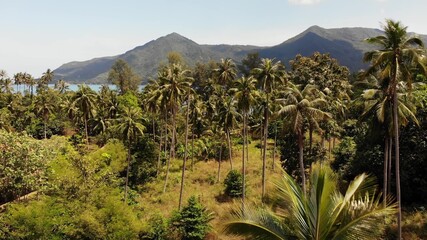 Fototapeta na wymiar Aerial drone view, island landscape, coconut palm plantations, Thailand. Natural idyllic paradise scene. Mountain hill, tropical exotic wild jungle green rainforest. Vivid seascape summer day.