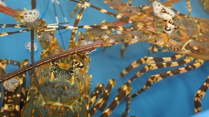Close up macro, alive raw lobsters in shop. Blue basin with ice water, delicatessen fresh uncooked mediterranean lobsters placed on stall in seafood store. Natural background with marine inhabitants.