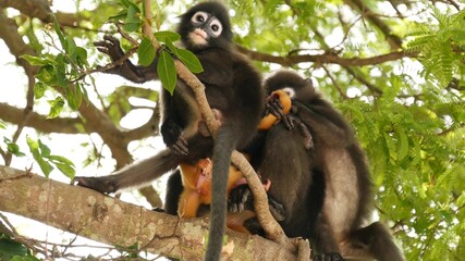 Cute spectacled leaf langur, dusky monkey on tree branch amidst green leaves in Ang Thong national park in natural habitat. Wildlife of endangered species of animals. Environment conservation concept