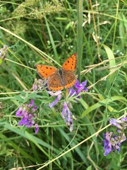 Fototapeta premium Лесная бабочка на вьюнке