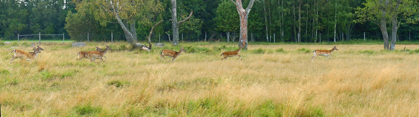Running deer in meadow. Aland Islands