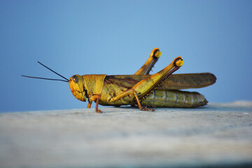 grasshopper on the ground