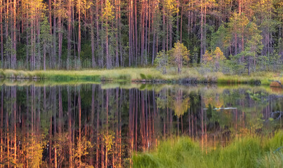 Small overgrown lake in the forest at sunset. Northern wild Landscape