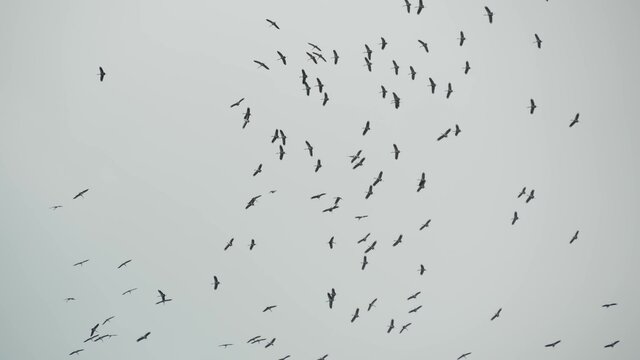 From below flock of storks flying against gray cloudy sky. Silhouettes of soaring birds as a symbol of freedom and nature. Concept of conservation of the environment and endangered species of animals