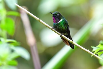 アンデスの天使のようなハチドリ