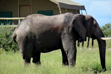 Naklejka premium Loxodonta africana