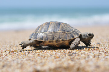 turtle on the beach
