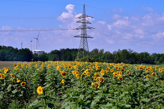 Agriculture, Sunflower