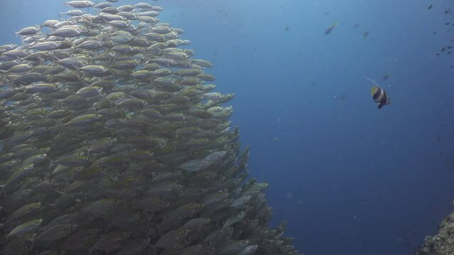 A School of The yellowstripe scad (Selaroides leptolepis) 
