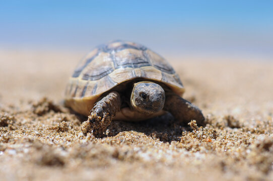 Testudo hermanni tortoiseon a white isolated background beach