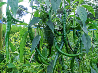 Background green and copy space of Tree Thai pepper Jinda chillis in organic garden that is grown naturally.