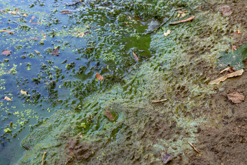Blaualgen in einem Gewässer, baden verboten
