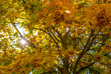 farbiges Herbstlaub an einem Baum, von unten fotografiert