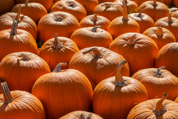 sehr viele orange Kürbisse liegen auf einem Haufen