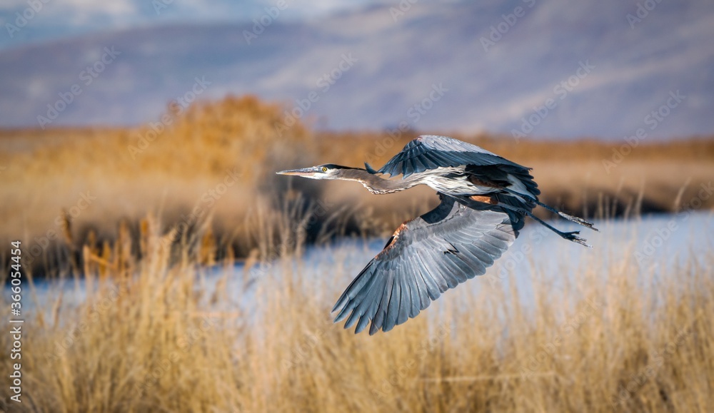 Sticker Closeup shot of Great blue heron flying over great Salt lake in Utah