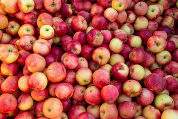viele leckere reife Äpfel (Santana) auf einem Haufen