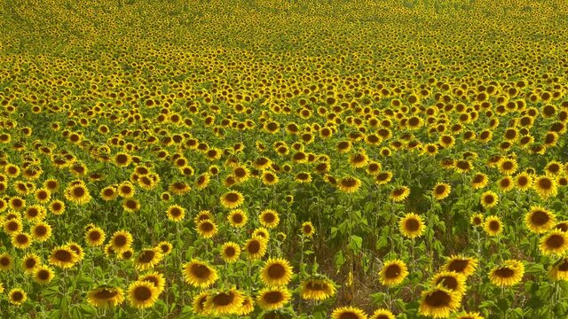 The sunflower fields in the Provence France - travel photography