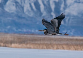 Closeup shot of Great blue heron flying over great Salt lake in Utah