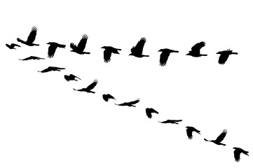 Rook, Corvus frugilegus