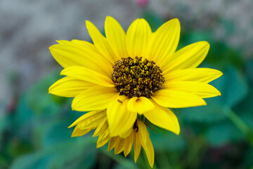 yellow flower on the green background