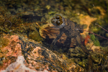 Yellow-bellied Toad - Bombina variegata, beautiful colored frog from European fresh waters, Stramberk, Czech Republic.