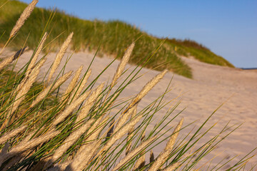 Dünengras weht im Wind, an der Ostsee	