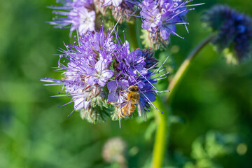 Rainfarn-Büschelschön (Phacelia tanacetifolia), eine Pflanze auf einem Feld, die im Herbst wächst