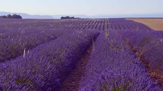 The lavender fields of Valensole Provence in France - travel photography